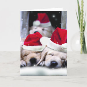 Cute labrador puppies with x-mas hats holiday card