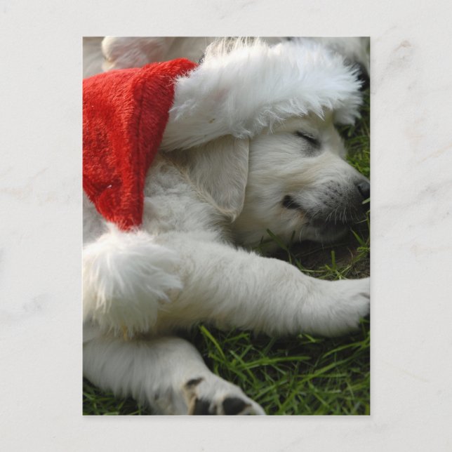 Cute labrador puppy with x-mas hat postcard (Front)