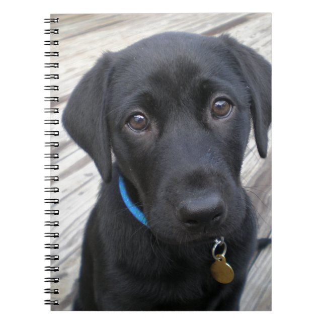 Cute labs notebook (Front)