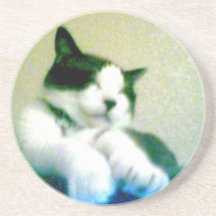 cute laid back kitty