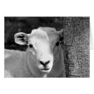 CUTE LAMB card