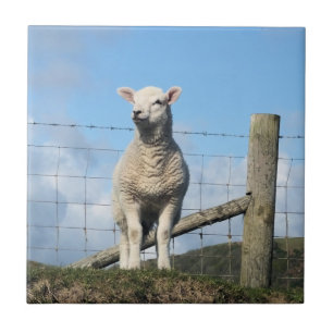 CUTE LAMB  CERAMIC TILE