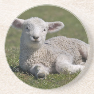 Cute Lamb Coaster