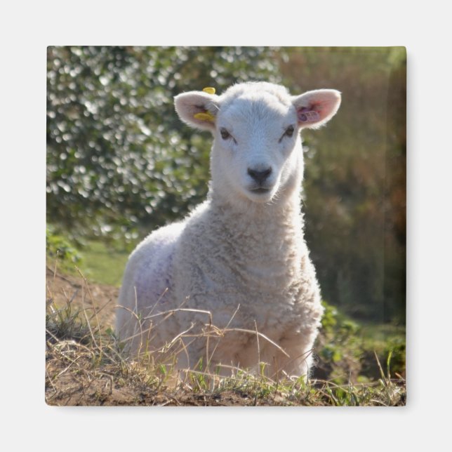 Cute Lamb Magnet (Front)