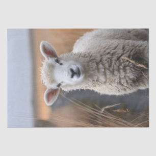 Cute Lamb Photo Decoupage Tissue Paper