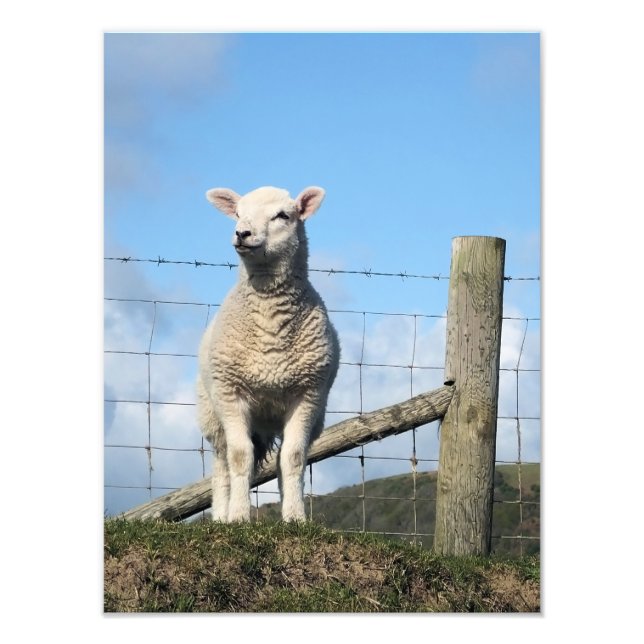 CUTE LAMB PHOTO PRINT (Front)