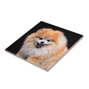 Cute Laughing Pomeranian Dog Ceramic Tile