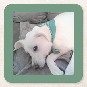 cute Lazy White Dog Wearing Green Scarf on Couch Square Paper Coaster