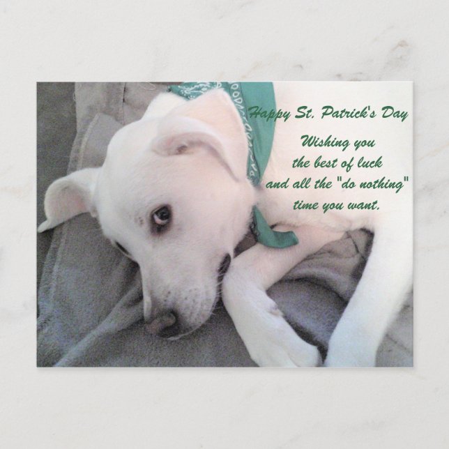 Cute Lazy White Dog Wearing Green Scarf Postcard (Front)