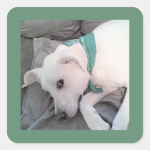 Cute Lazy White Dog Wearing Green Scarf Square Sticker