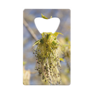 Cute leaves in spring photo