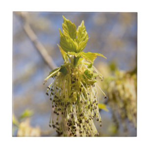 Cute leaves in spring photo ceramic tile