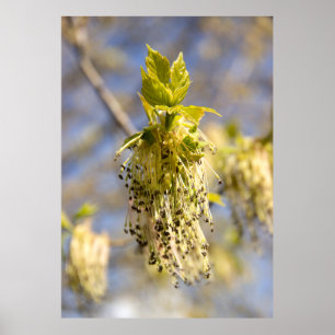 Cute leaves in spring photo poster