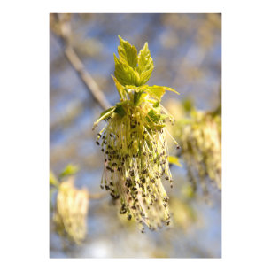 Cute leaves in spring photo print