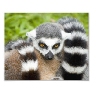 Cute Lemur Stripey Tail Photo Print
