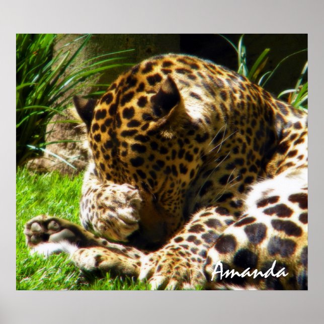 Cute Leopard Animal Photography Wall Art (Front)