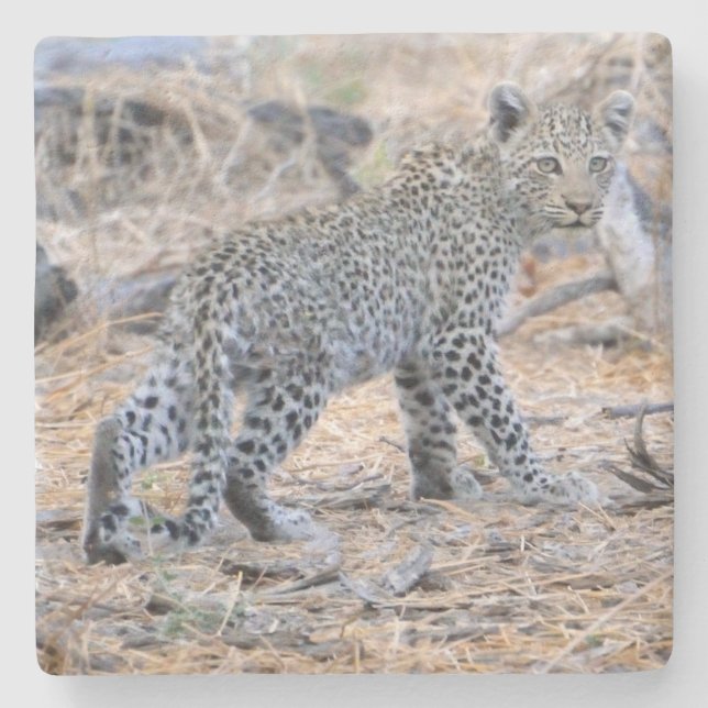 Cute Leopard Cub On The Move. Stone Coaster (Front)