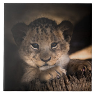 Cute lion cub ceramic tile