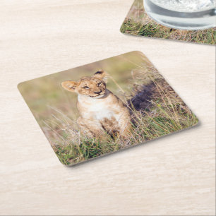 Cute lion cub in Africa photo Square Paper Coaster
