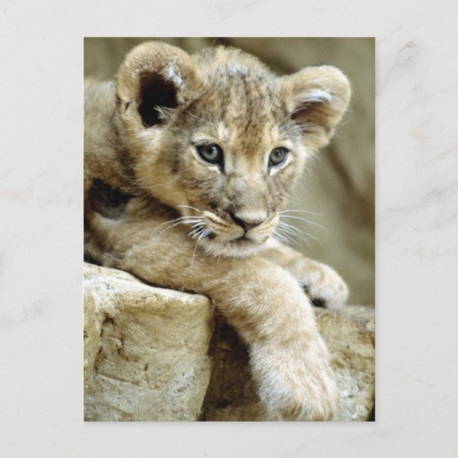 Cute Lion Cub Postcard (Front)