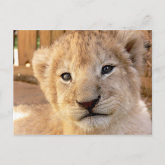 Cute Lion Cub Postcard