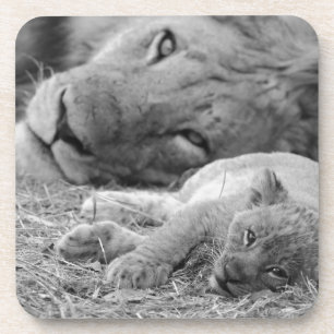 Cute Lion Cub Resting With Father Coaster