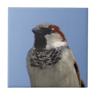 Cute little bird ceramic tile