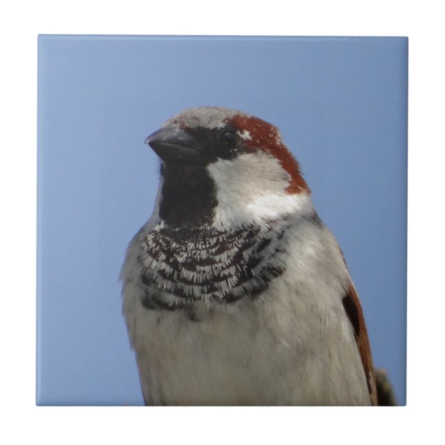 Cute little bird ceramic tile (Front)