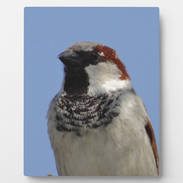 Cute little bird plaque (Front)
