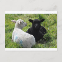 Cute little black and white lambs