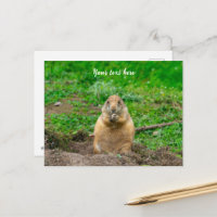 Cute Little Black-Tailed Prairie Dog