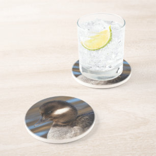 Cute Little Bufflehead Duck on Sunlit Waters Coaster