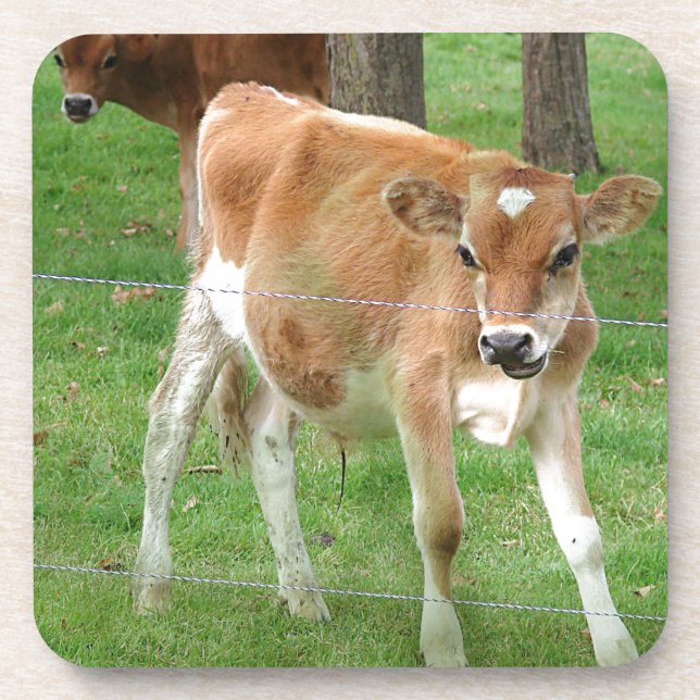 Cute Little Calf Coaster (Front)