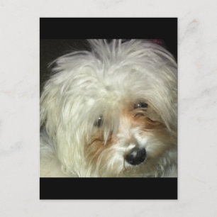 Cute Little Casper Postcard