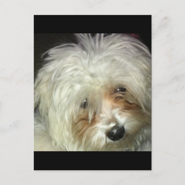 Cute Little Casper Postcard (Front)