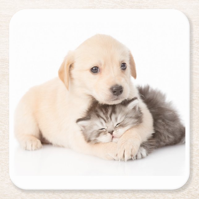 cute little cat sleeps in dog's hands square paper coaster (Front)