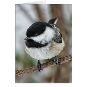 Cute Little Chickadee
