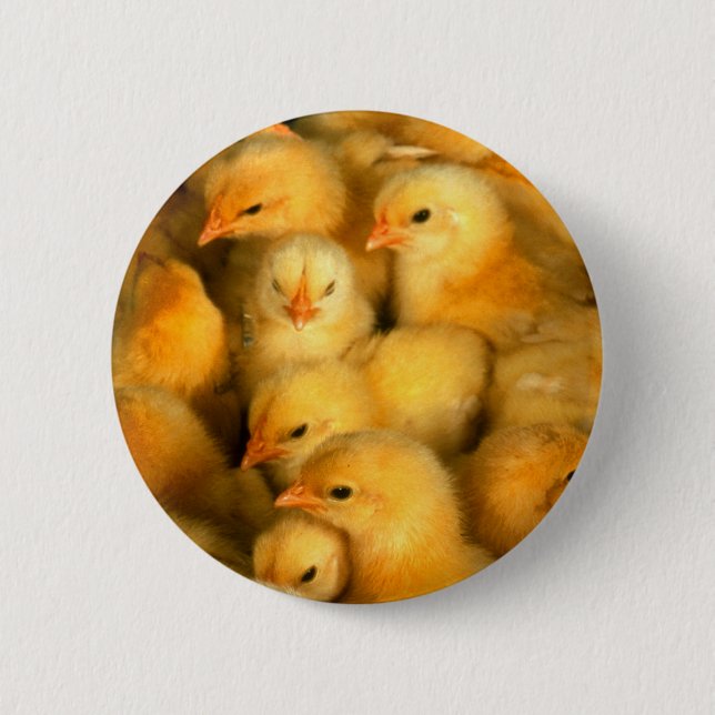 Cute Little Chicks 6 Cm Round Badge (Front)