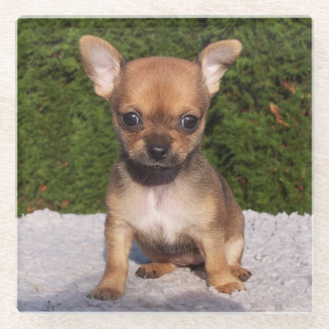 Cute Little Chihuahua Puppy Dog Glass Coaster (Front)