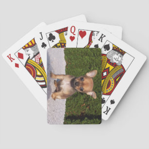 Cute Little Chihuahua Puppy Dog Playing Cards