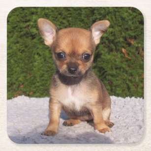 Cute Little Chihuahua Puppy Dog Square Paper Coaster