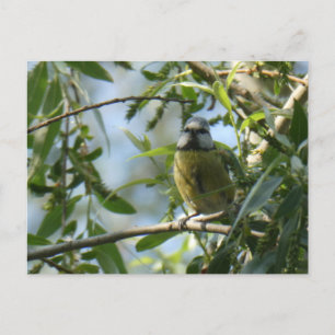 Cute Little Colourful Bird DIY Postcard