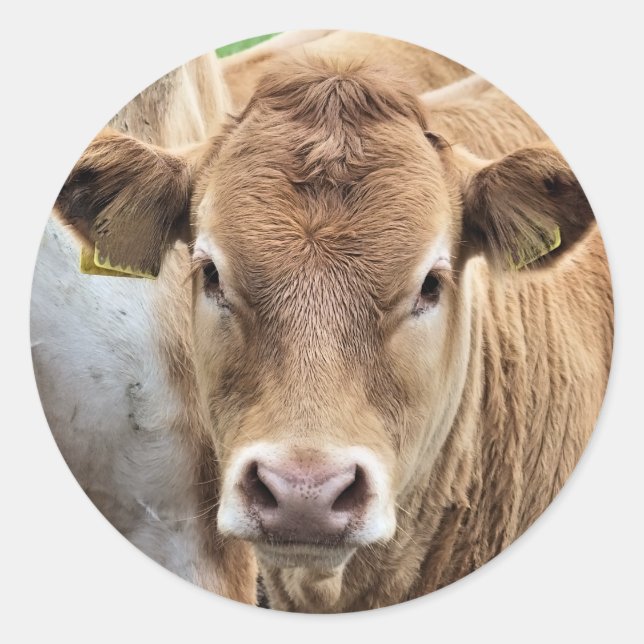 CUTE LITTLE COW CLASSIC ROUND STICKER (Front)