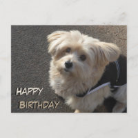 Cute Little Dog Happy Birthday Postcard