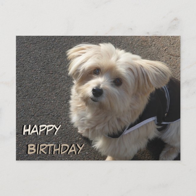 Cute Little Dog Happy Birthday Postcard (Front)