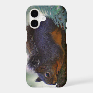 Cute Little Douglas Squirrel Wildlife Photo