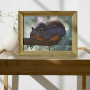 Cute Little Douglas Squirrel Wildlife Photo Print
