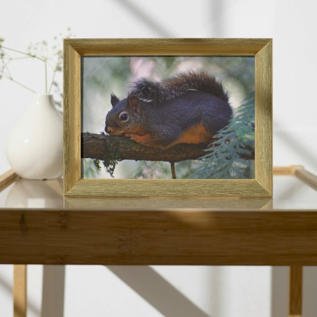 Cute Little Douglas Squirrel Wildlife Photo Print (In Situ (Framed))
