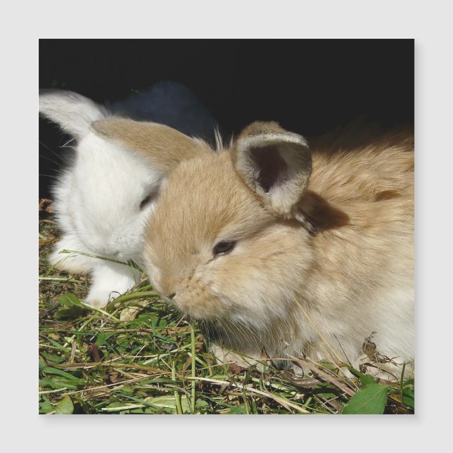 Cute little fluffy bunnies  (Front)