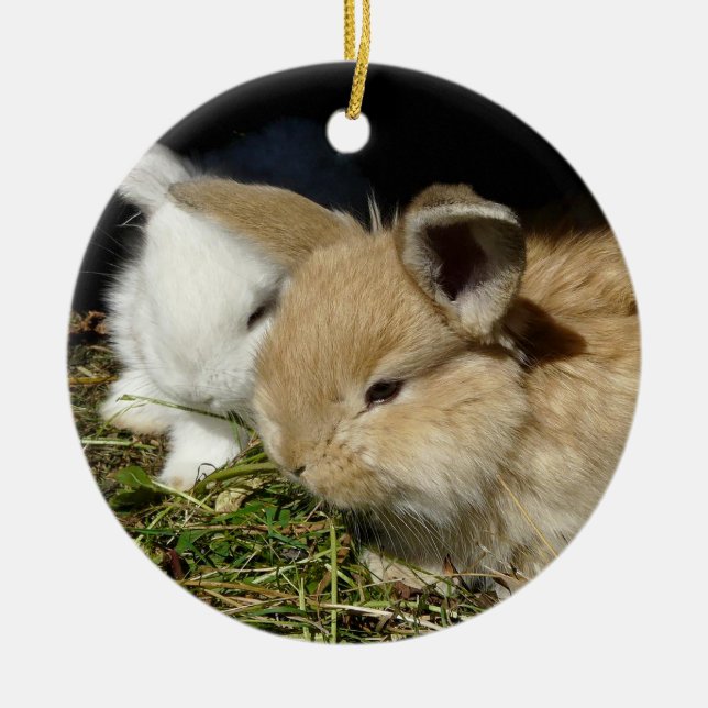 Cute little fluffy bunnies     ceramic ornament (Front)